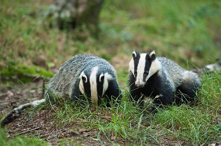 WAH018711.jpg - Grævlinger (Badgers)