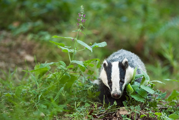 WAH018712.jpg - Grævling (Badger)