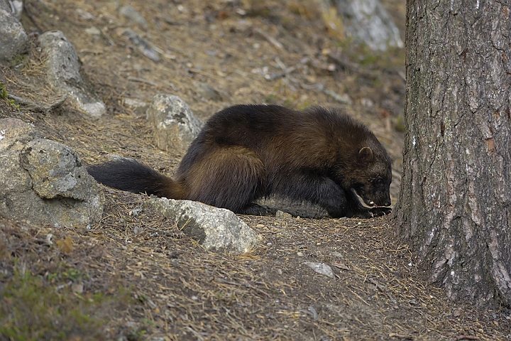 WAH007207.jpg - Jærv (Wolverine), Finland