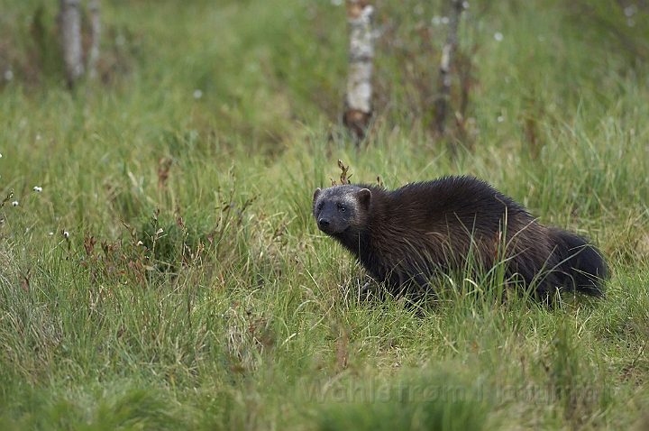 WAH007210.jpg - Jærv (Wolverine), Finland