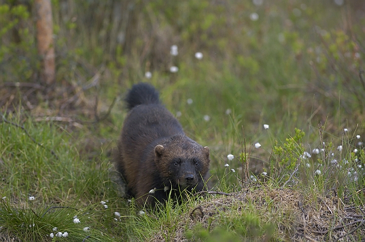 WAH007221P.jpg - Jærv (Wolverine), Finland