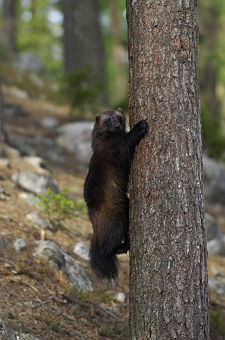 WAH007227.jpg - Jærv (Wolverine), Finland