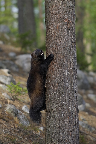 WAH007228.jpg - Jærv (Wolverine), Finland