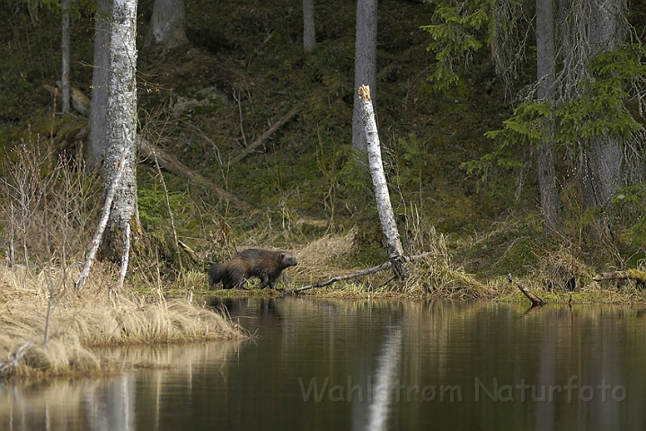 WAH007261P.jpg - Jærv (Wolverine) Finland