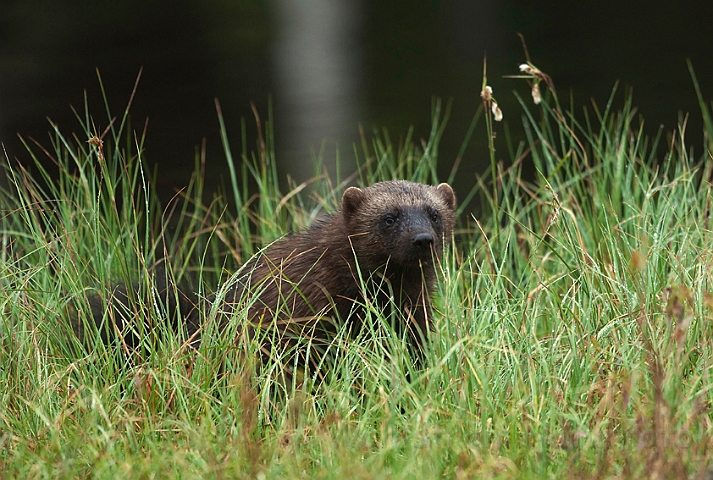 WAH009096.jpg - Jærv (Wolverine), Finland