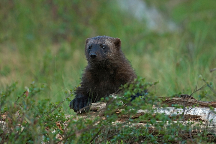 WAH009106.jpg - Jærv (Wolverine), Finland