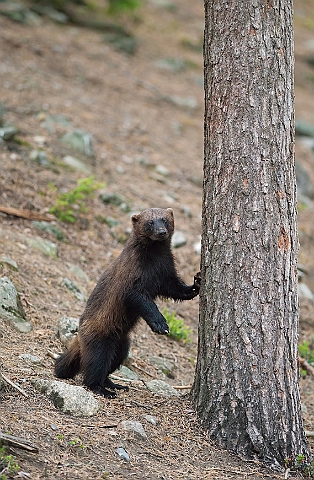 WAH009127.jpg - Jærv (Wolverine), Finland