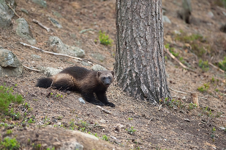 WAH009246.jpg - Ung jærv (Young Wolverine), Finland