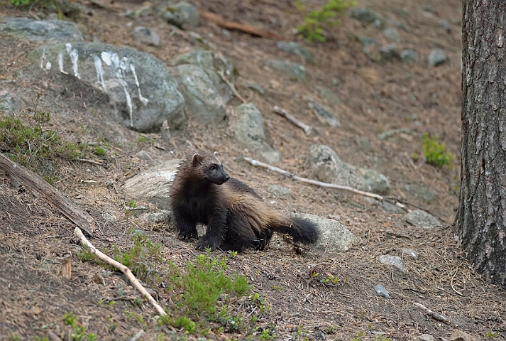 WAH009249.jpg - Ung jærv (Young Wolverine), Finland