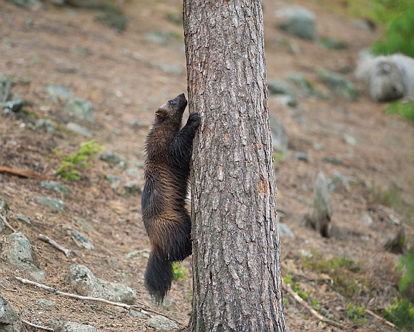 WAH009254.jpg - Jærv (Wolverine), Finland