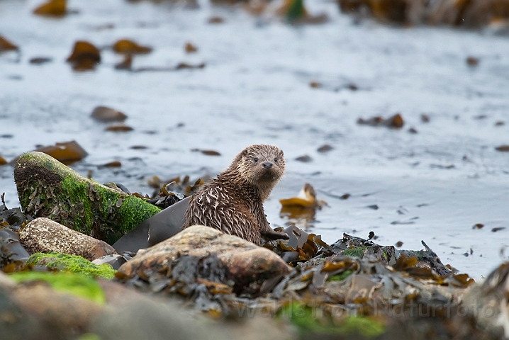 WAH023822.jpg - Odderunge (Young Otter)