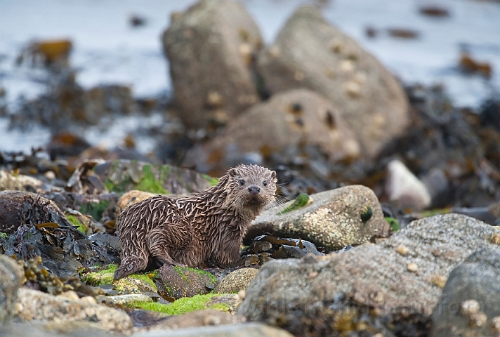 WAH023823.jpg - Odderunge (Young Otter)