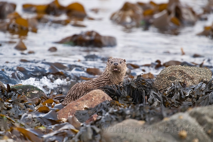 WAH023826.jpg - Odderunge (Young Otter)