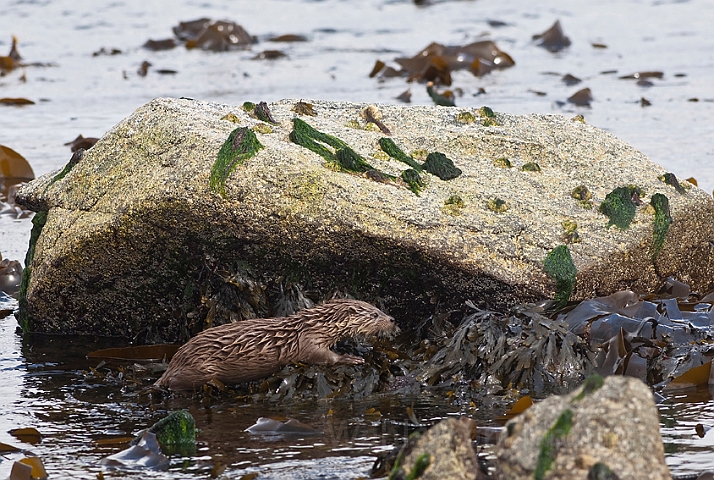 WAH023827.jpg - Odderunge (Young Otter)