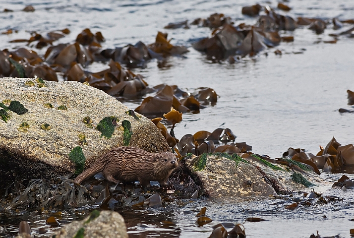 WAH023828.jpg - Odderunge (Young Otter)