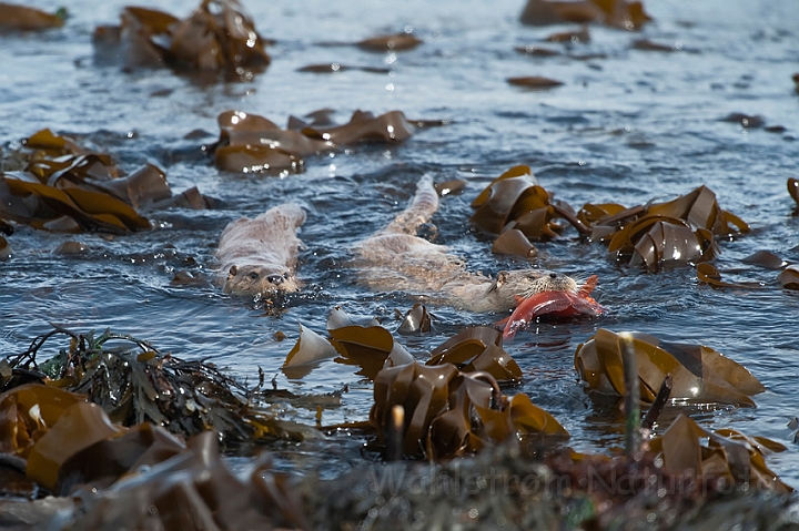 WAH023833.jpg - Oddere (Otters)