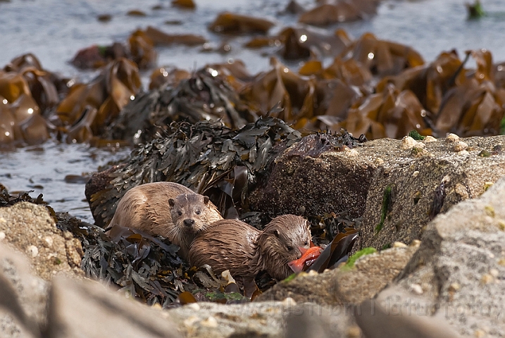 WAH023836.jpg - Oddere (Otters)