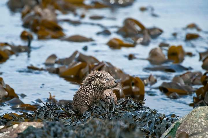 WAH023846.jpg - Odderunge (Young Otter)