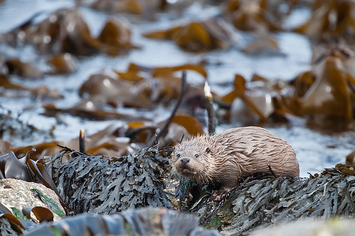 WAH023850.jpg - Odderunge (Young Otter)