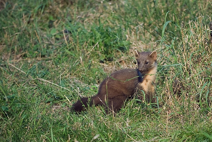 WAH011327.jpg - Skovmår (Pine Marten)