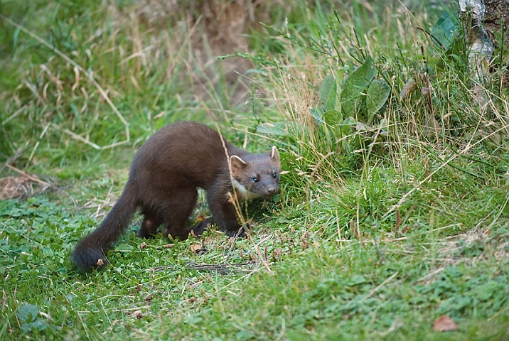 WAH011330.jpg - Skovmår (Pine Marten)