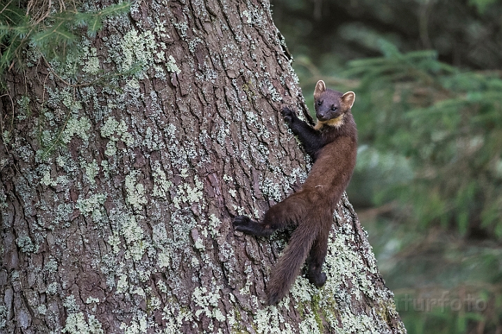 WAH030760.jpg - Skovmår (Pine Marten)