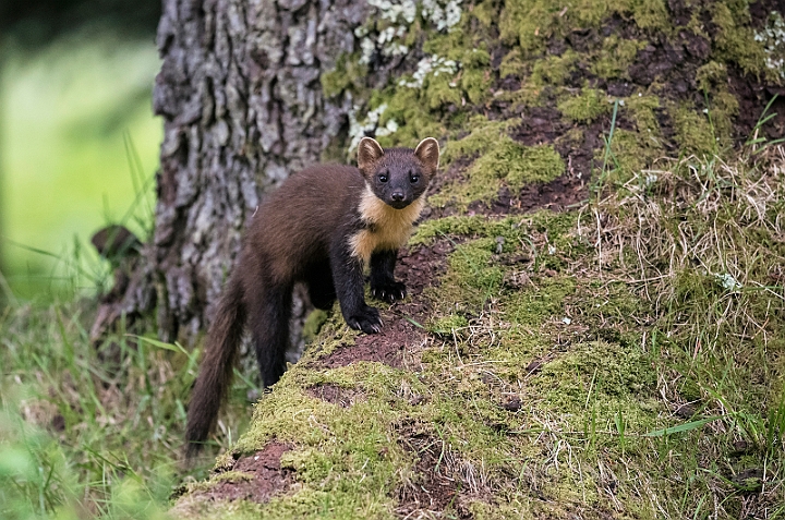 WAH030771.jpg - Skovmår (Pine Marten)