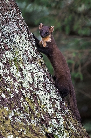 WAH030773.jpg - Skovmår (Pine Marten)