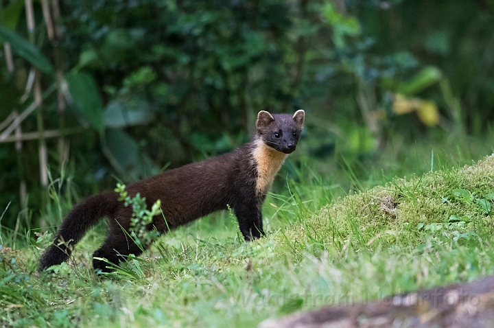 WAH030781.jpg - Skovmår (Pine Marten)