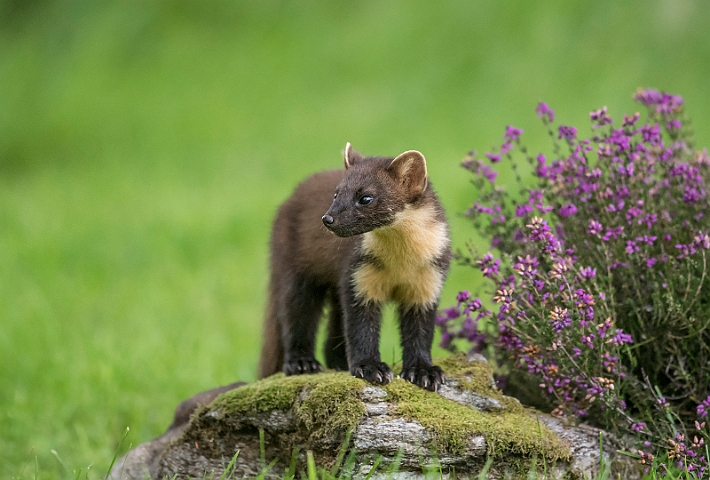 WAH030788.jpg - Skovmår (Pine Marten)