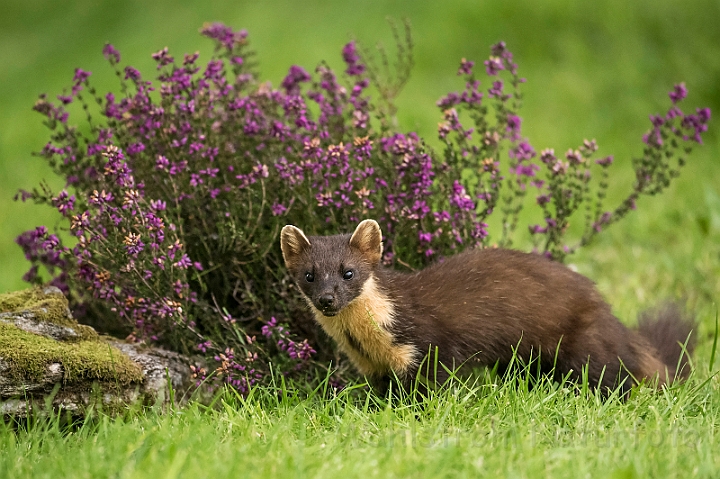 WAH030790.jpg - Skovmår (Pine Marten)