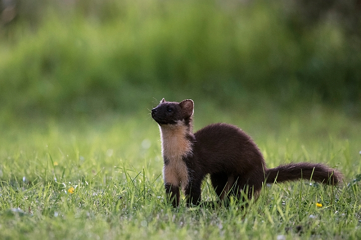 WAH030792.jpg - Skovmår (Pine Marten)