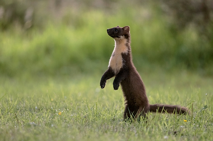 WAH030793.jpg - Skovmår (Pine Marten)