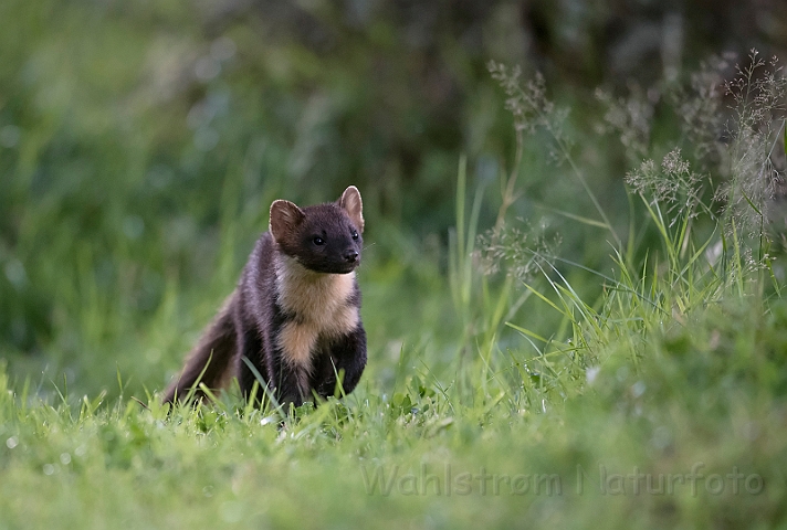 WAH030794.jpg - Skovmår (Pine Marten)