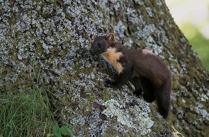 WAH030802.jpg - Skovmår (Pine Marten)