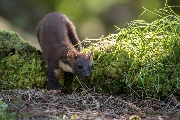 WAH030809.jpg - Skovmår (Pine Marten)