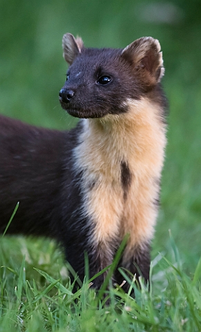 WAH030824.jpg - Skovmår (Pine Marten)