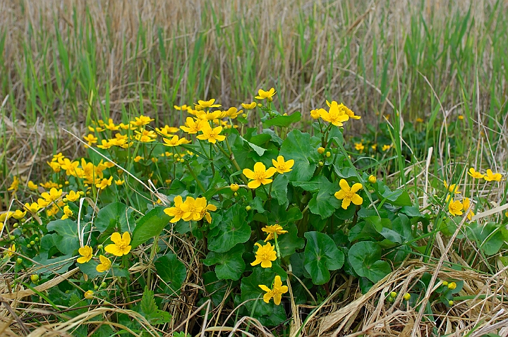 WAH007093.jpg - Engkabbeleje (Marsh Marigold)