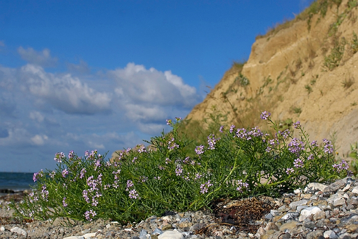 WAH007240.jpg - Strandsennep (Sea Rocket)