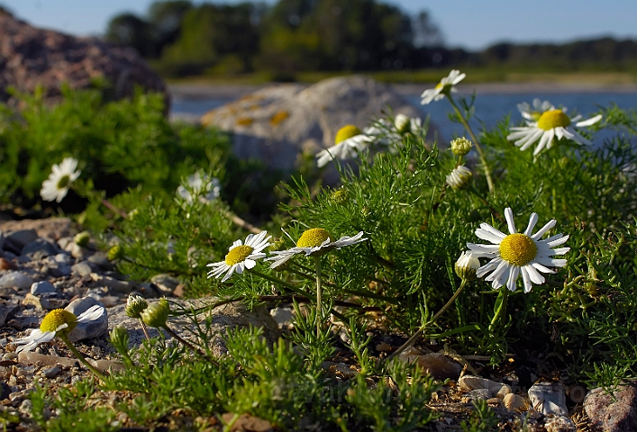 WAH007646.jpg - Strand-kamille (Sea Mayweed)