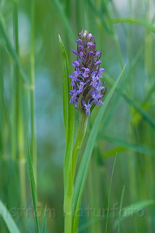 WAH010785.jpg - Kødfarvet gøgeurt (Early Marsh Orchid)