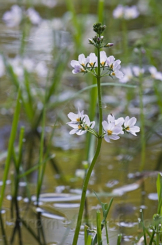 WAH014063.jpg - Vandrøllike (Water Violet)