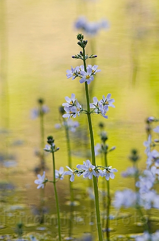 WAH014065.jpg - Vandrøllike (Water Violet)