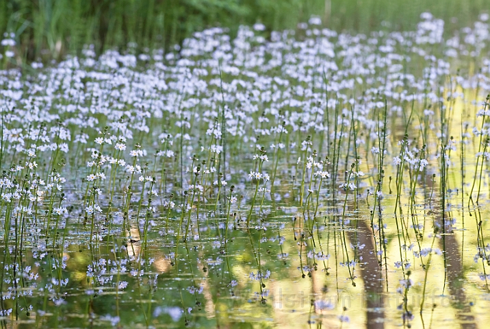 WAH014067.jpg - Almindelig vandrøllike (Water Violet )