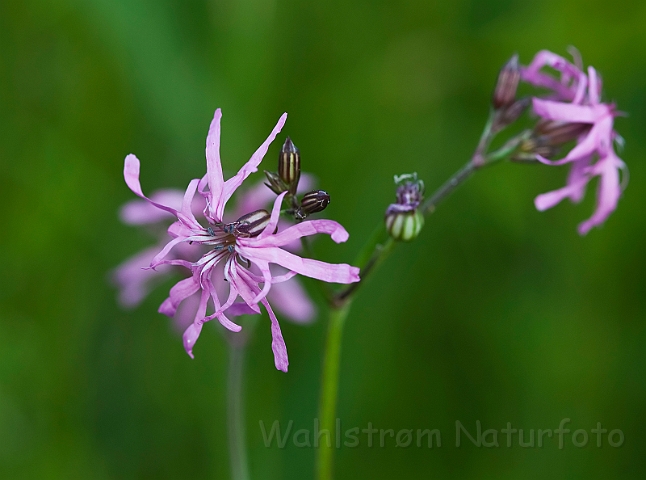 WAH014157.jpg - Trævlekrone (Ragged Robin)