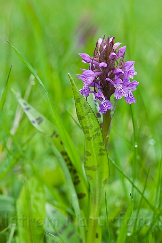 WAH015322.jpg - Majgøgeurt (Western March Orchid)