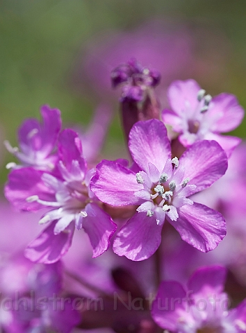 WAH018576.jpg - Tjærenellike (Sticky Catchfly)