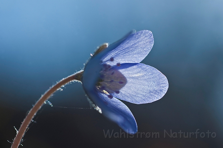 WAH022997.jpg - Blå anemone (Hepatica nobilis)