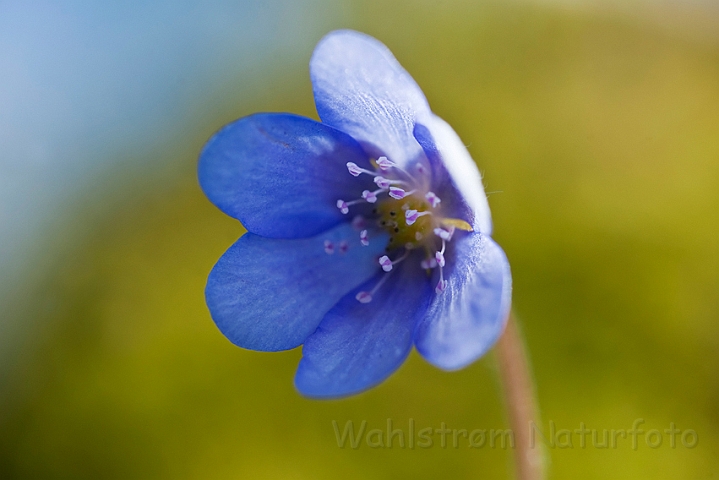 WAH023003.jpg - Blå anemone (Hepatica nobilis)