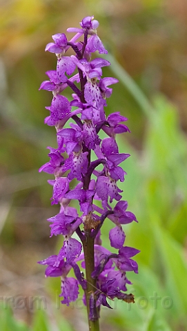 WAH023645.jpg - Tyndakset gøgeurt (Salep Orchid)